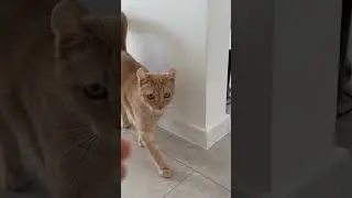 Слабость в цветках)