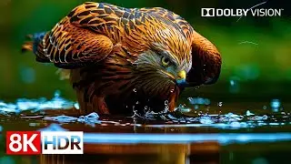 Ultra Clarity 8K HDR 60fps Dolby Vision - See the World Like Never Before