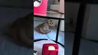 I'm Cynthia! 12 kittens or children in the family Profursetka as always got everyone.