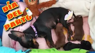 MINI PINCHER BIRTH