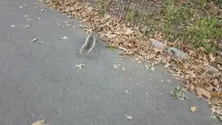 Белка в централ парке :)