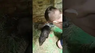 МиниХРЮНИ🐷ОБОЖРАЛИСЬ🐽ПУЗАТИКИ🐖