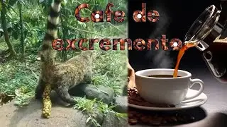 Los cafés mas caros del mundo. (se obtienen de excremento)💩🤢