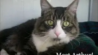 Rescued! Arthur at the Berkeley Shelter