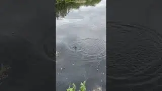 Щучка! 