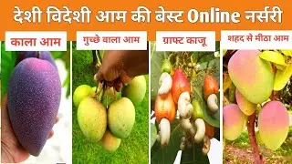 देशी विदेशी आम की 10 सबसे अच्छी वैरायटी || Best Mango Variety In India | Home Garden