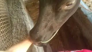 Viral video of Cow licking feet // पैर से खून निकलदिया चटके 🤕🐮😭😭 