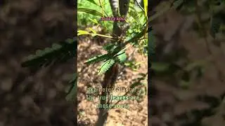 Plant with 2 Different Leaves (#botany)