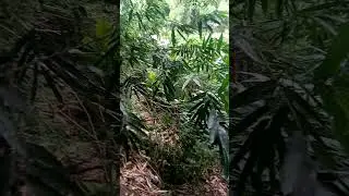 Jalan di kebun mase