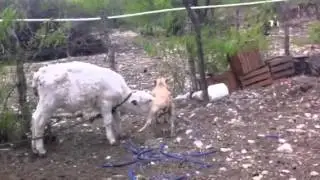Perra Amamantando becerro gbnl