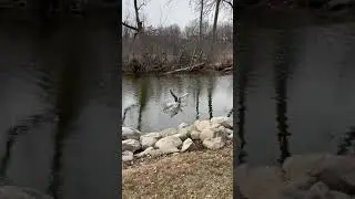 Toulouse geese flying and feeding