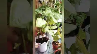 СИНГОНИУМ гулини парвариши ва кўпайтириш хақида жуда керакли маълумотлар.