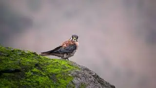 ¿Por qué este año las LOMAS DE MANGOMARCA no están verdes? l  ermitañoclips
