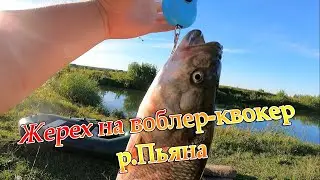 Жерех на воблер КВОКЕР. Рыбалка на р.Пьяна в Нижегородской области. Трофейный жерех.
