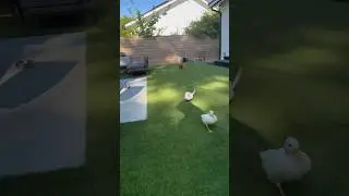 My Ducks tried to arrest me! 😮