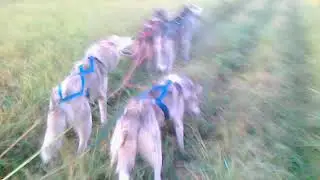 Начало тренировочного сезона. Первый выход упряжки в поля.