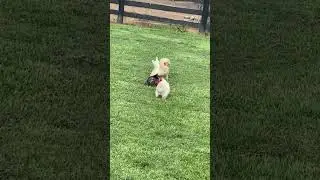 Roosters Mating