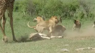 Giraffe mother vs lions and hyenas trying to eat her calf