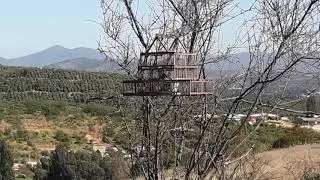 Diuka de silbo
