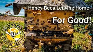 What to do if you find a honey bee swarm, watch them and listen until they fly away, they won't stay