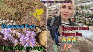 Домашний Влог. Погибли рыбки в пруду. Весна в Подмосковье.Прогулка по саду. Розы, хвойные.