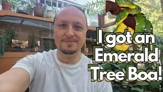 I got an Emerald Tree Boa! Let's talk about Corallus caninus!