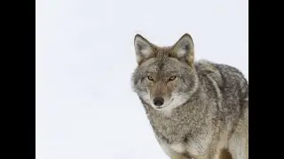 Ragul's reading of his new story "Wolves' Lives"