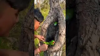 Wow parrots in laying eggs in nest Part 04#shorts #shortsyoutube