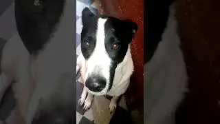 El perro COVI