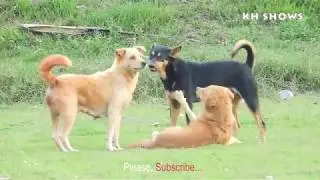 Amazing Holiday Summer Rural Dogs !! Dogs Meeting Meeting Successful At Village