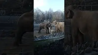 zoo,тревога. 31 декабря