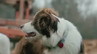 KÖPEKLER SADIK AMA SIR DOLU: HAKKINDA ŞAŞIRTAN GERÇEKLER...