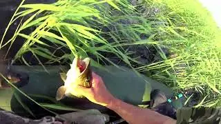 ЩУКА! Я ТАКИХ ВЫПУСКАЮ !!!