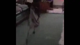 Прикол