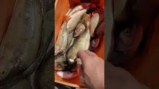 Куча Астраханского Жереха.#teamправильнаяподсечка #shorts