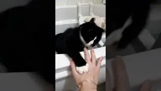 Bath cat playtime #cat
