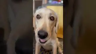ASMR WITH WATERMELON 🍉 AND KASEY 🐶ITS SUMMERS NOW