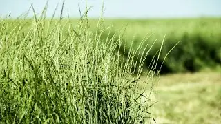 Saline-tolerant AC Saltlander Forage