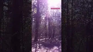 Фотосинтез