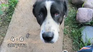 Бомба Лаванда