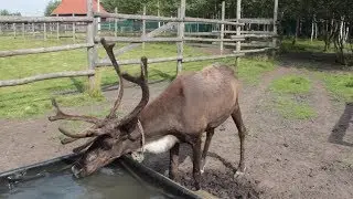 Оленья ферма в Анциферово
