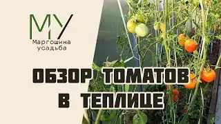 Обзор томатов в теплице. Открыли кулинарный канал