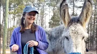 Donkey Training: Set up for Success! And train your donkey much easier!