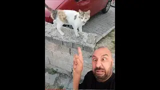 BU KEDİ KUDUZ MU? ümit volkan durmaz
