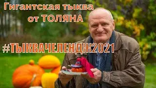 Гигантская тыква в открытом грунте Московской Области. Рекордсменка едет на тыквачелендж2021. 53кг