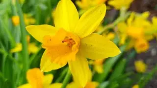 Narcissus - Daffodil 'Tête-à-tête'