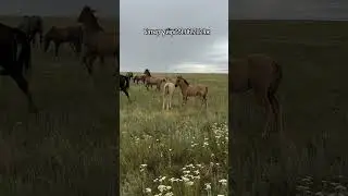 Батырдың үйірі. #youtubeshorts #подпишись #horse #айғыр #reels