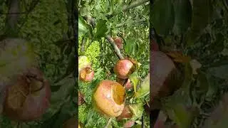 Шершень - пожиратель яблок.