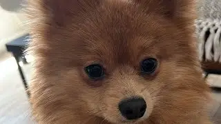 Canción para Rochi 🤣🤣🤣🙊🐶🐶