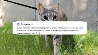 Как кошка понимает что сейчас прийдет хозяин